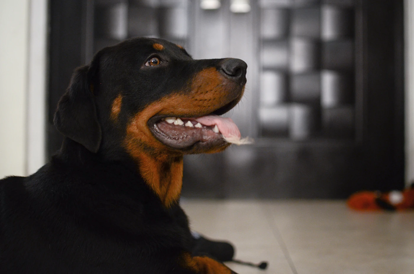 Rottweiler en promenade