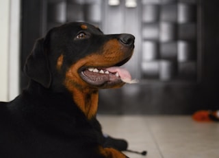 black and brown Rottweiler