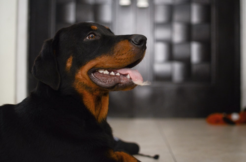 black and brown Rottweiler