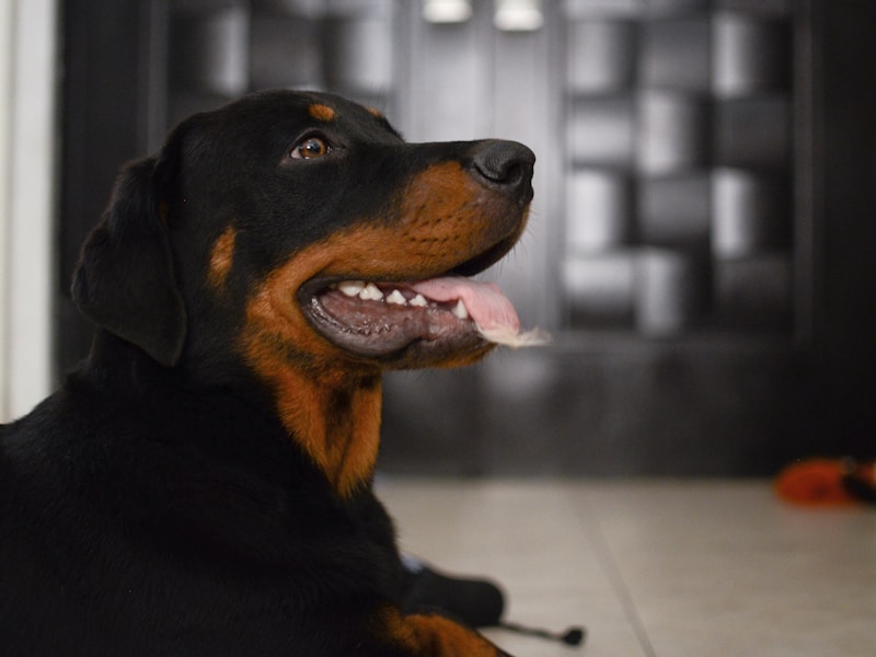 Rottweiler