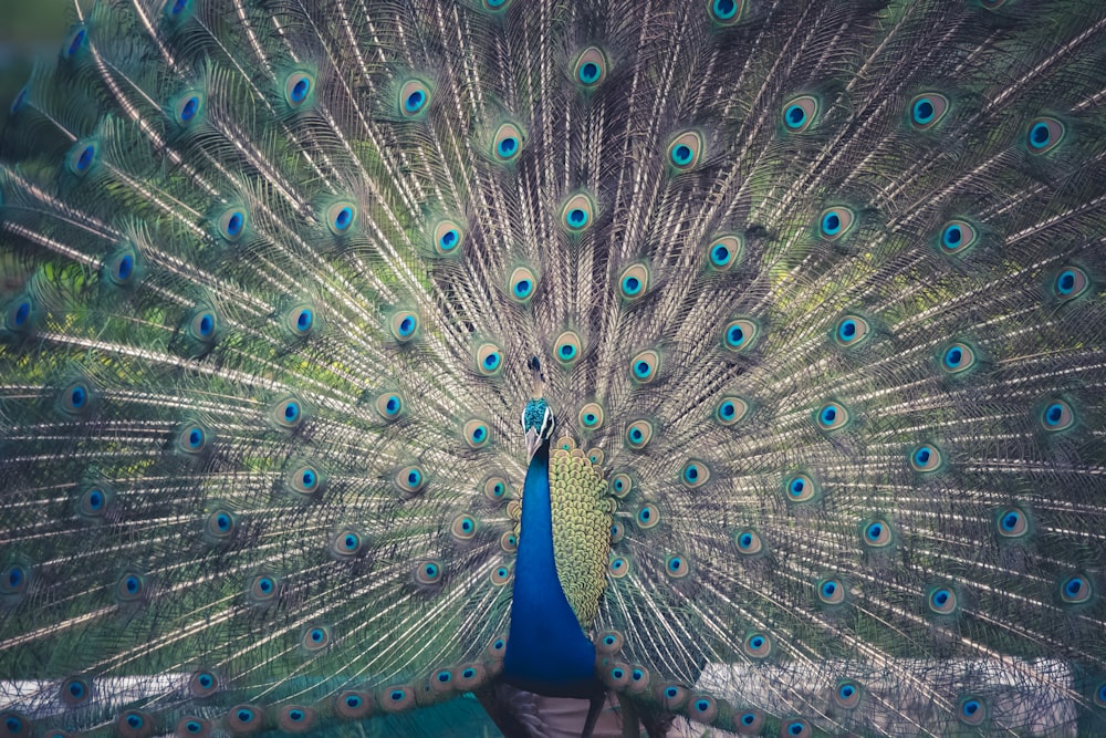 male peacock