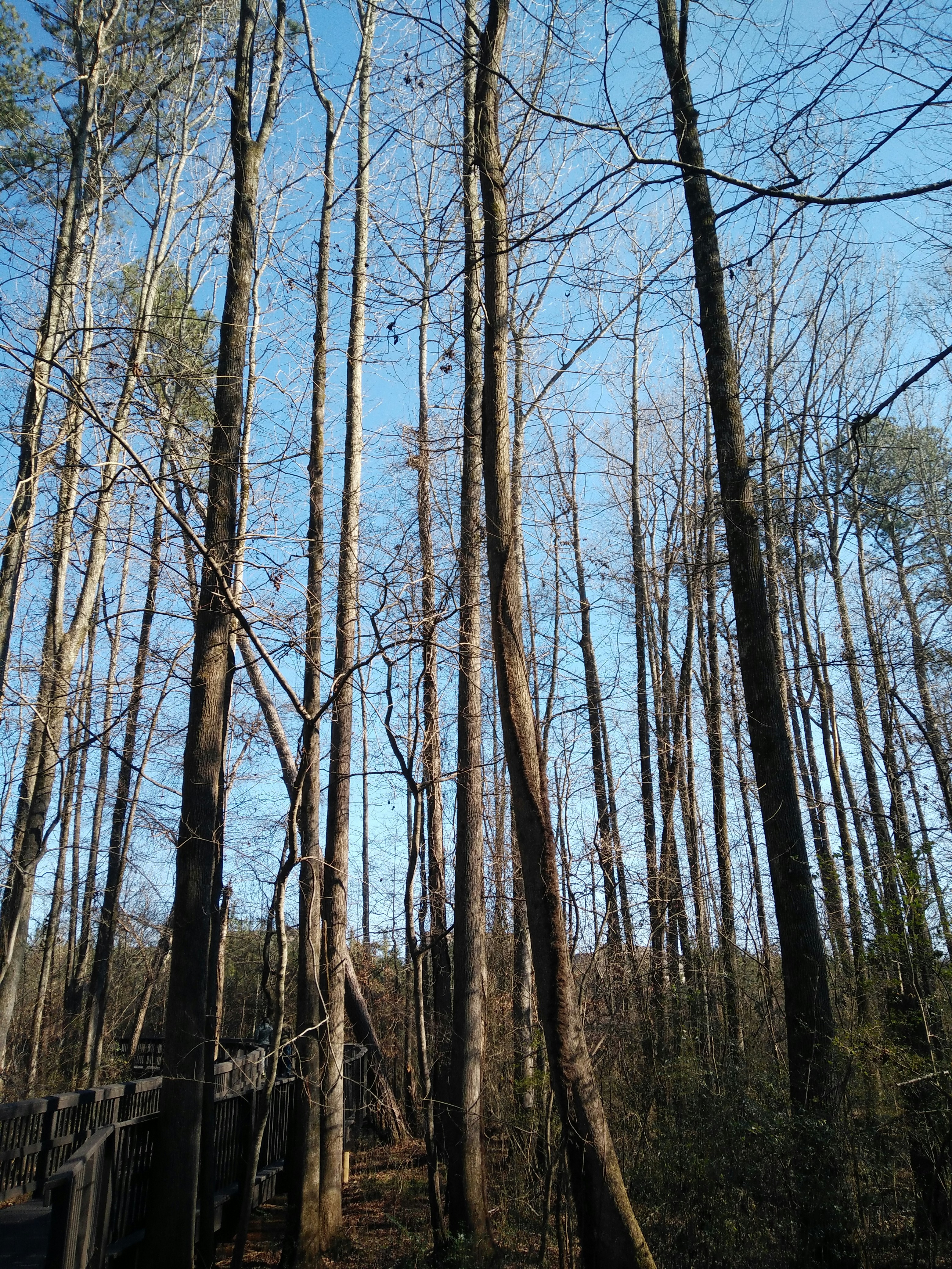 closeup photo of brown withered trees