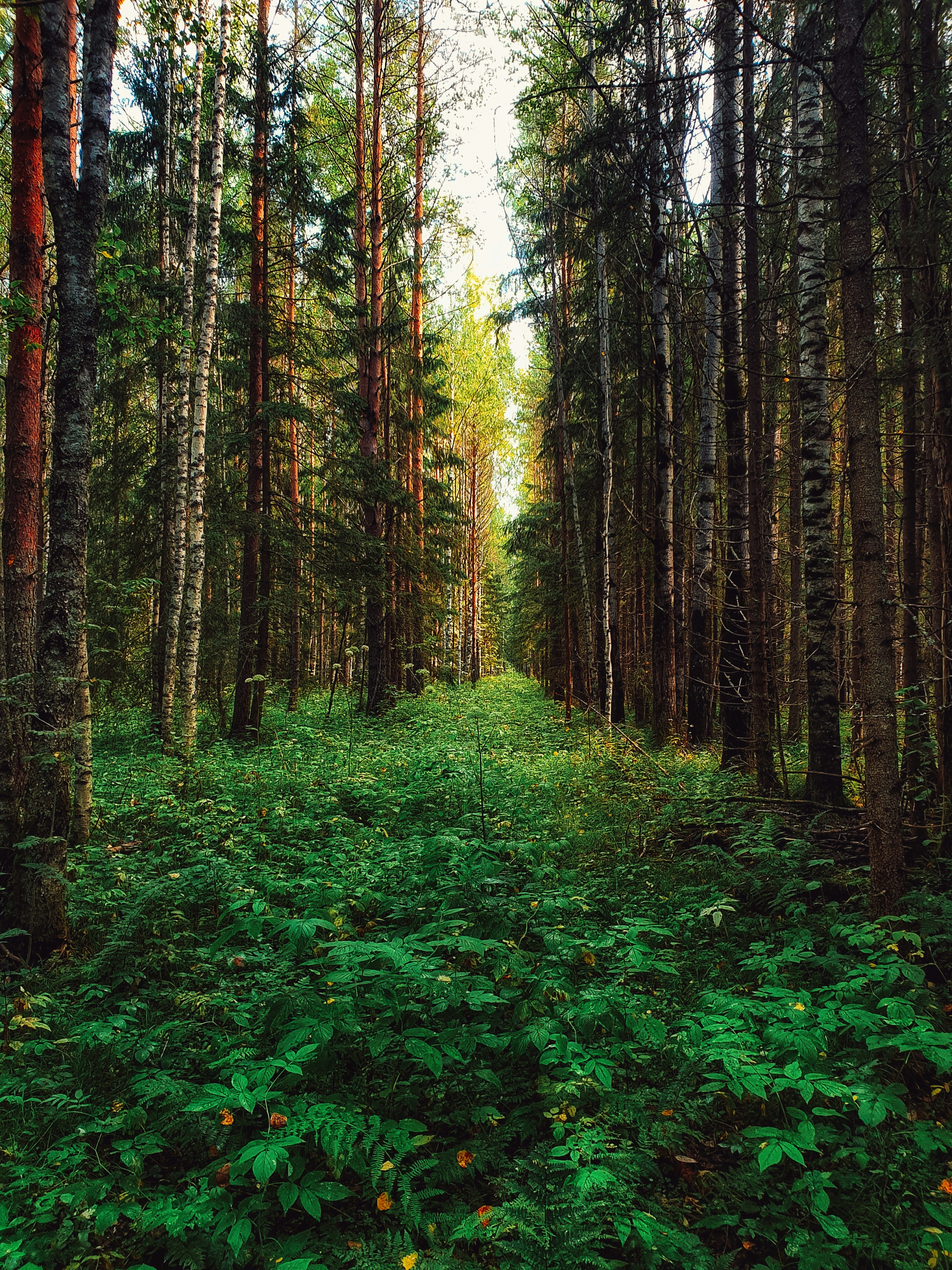 Photo by semperadmeliora