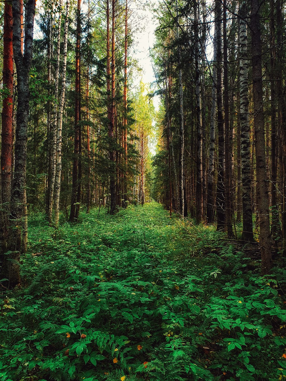 brown and green trees