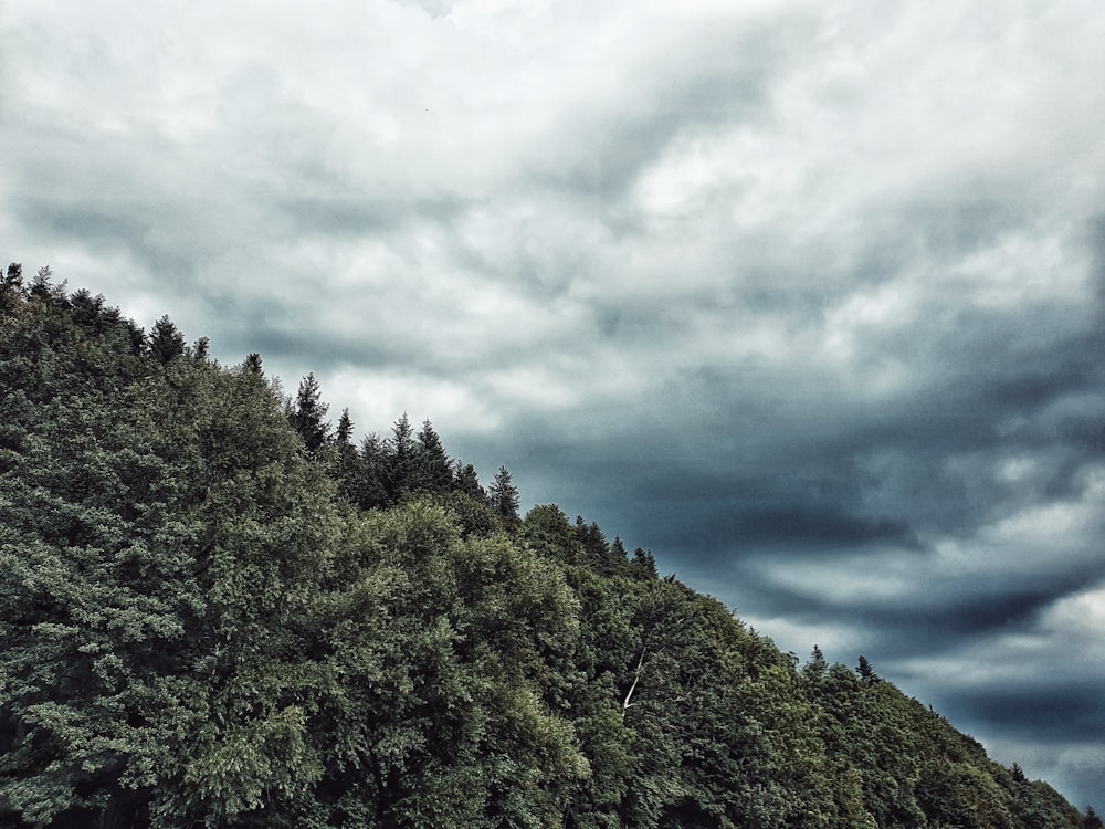 green-leafed mountains