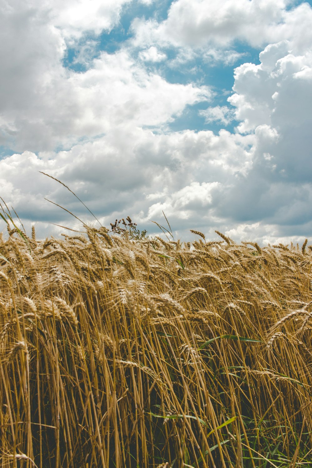 wheat field during day