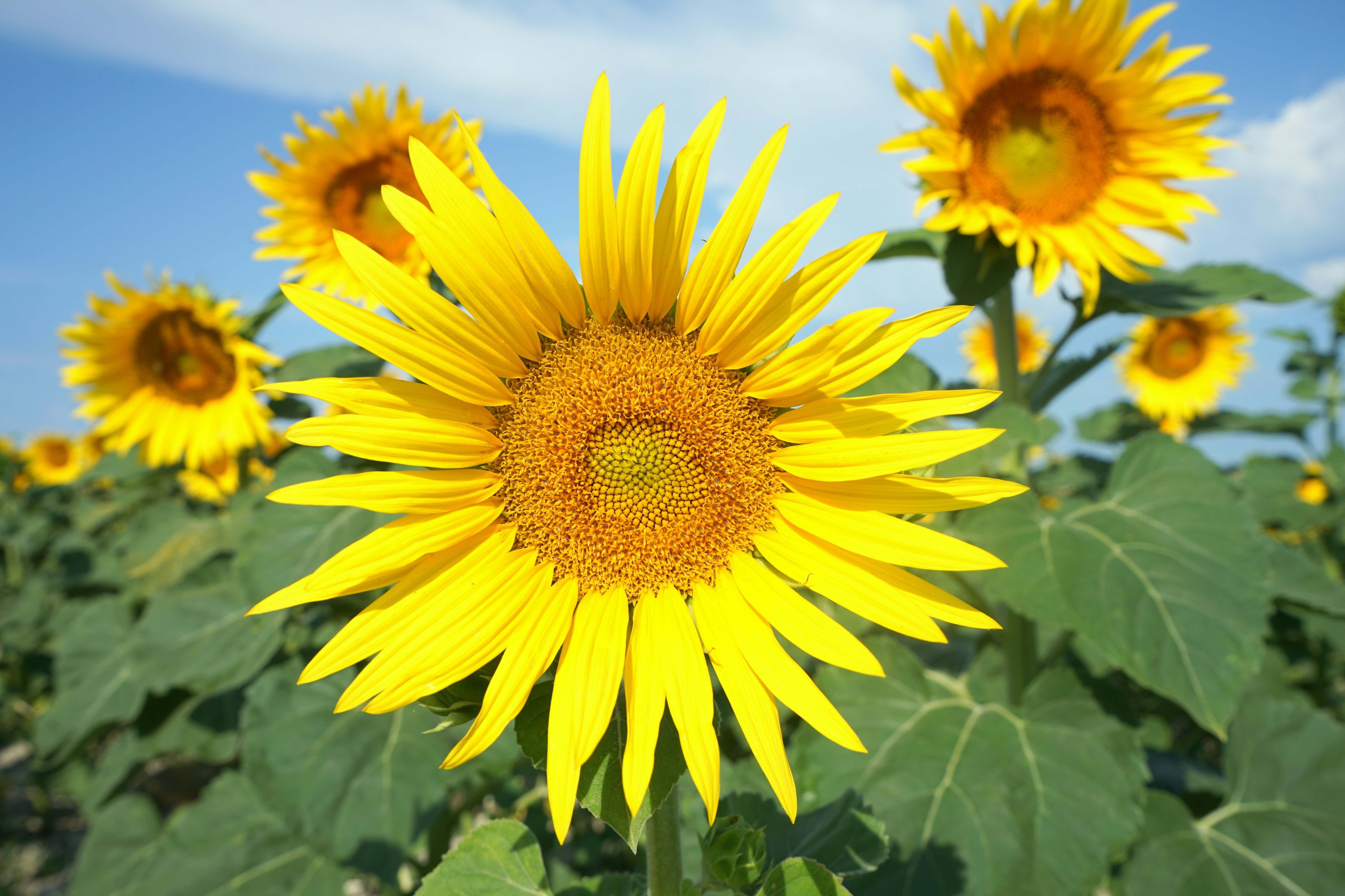 macro photography of yellow sunflowers under blue and white skies