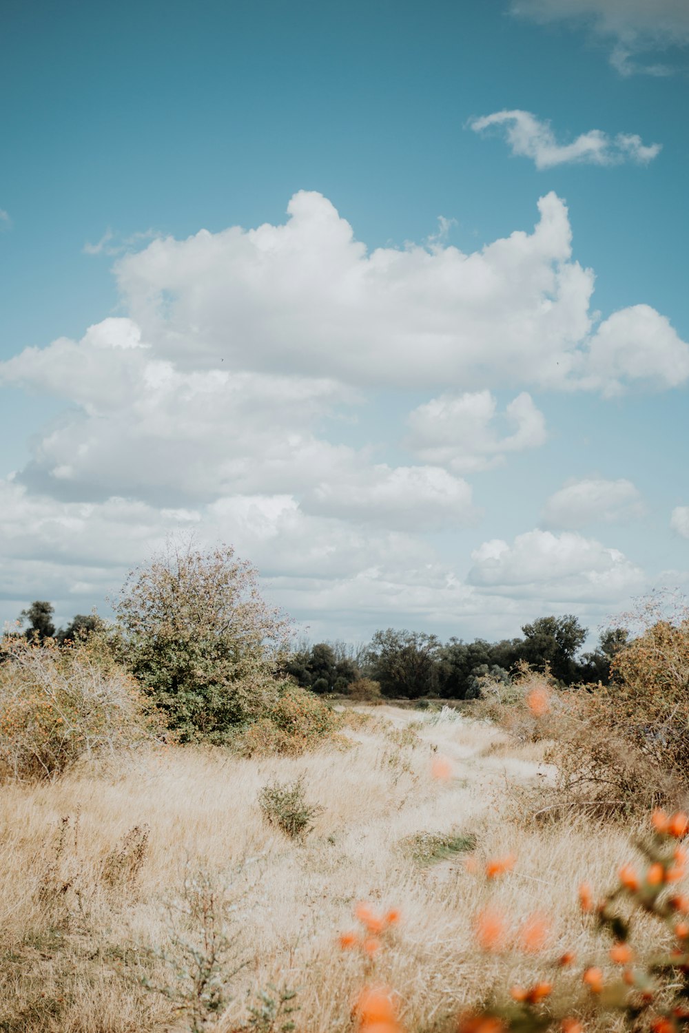 a grassy field with trees and bushes under a cloudy blue sky