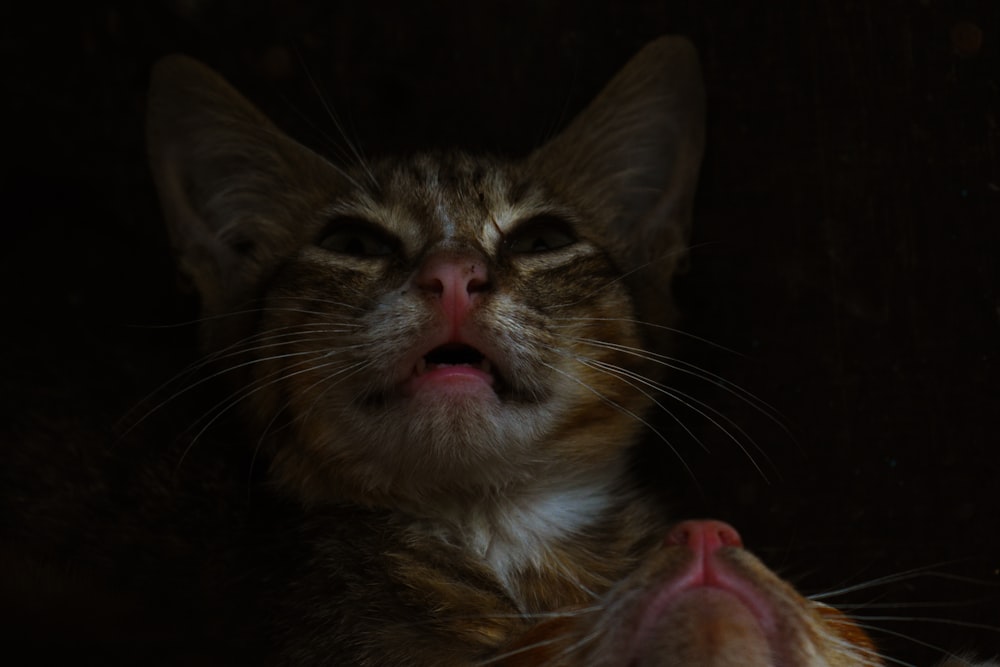 macro photography of short-fur kitten