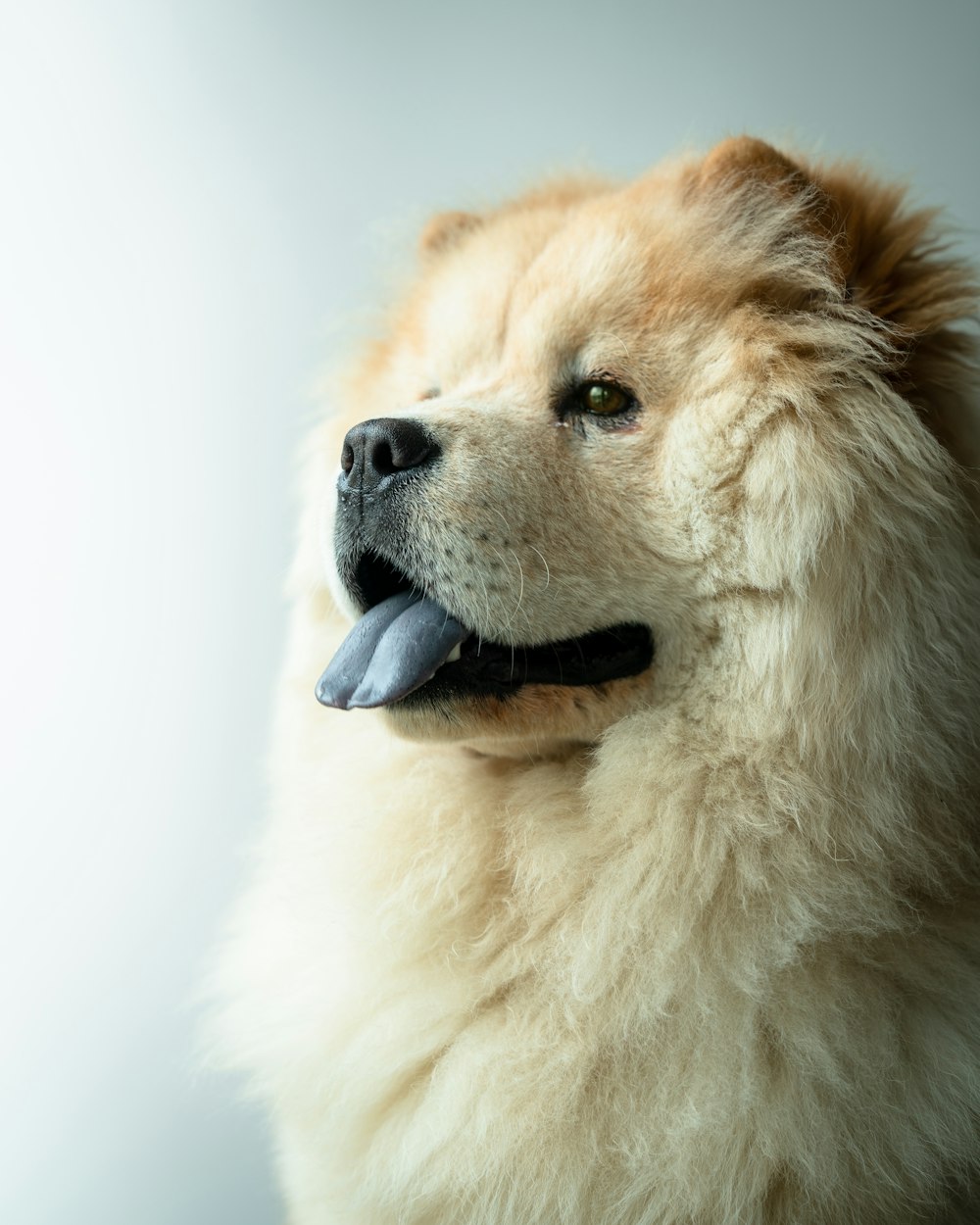 cane che tira fuori la lingua