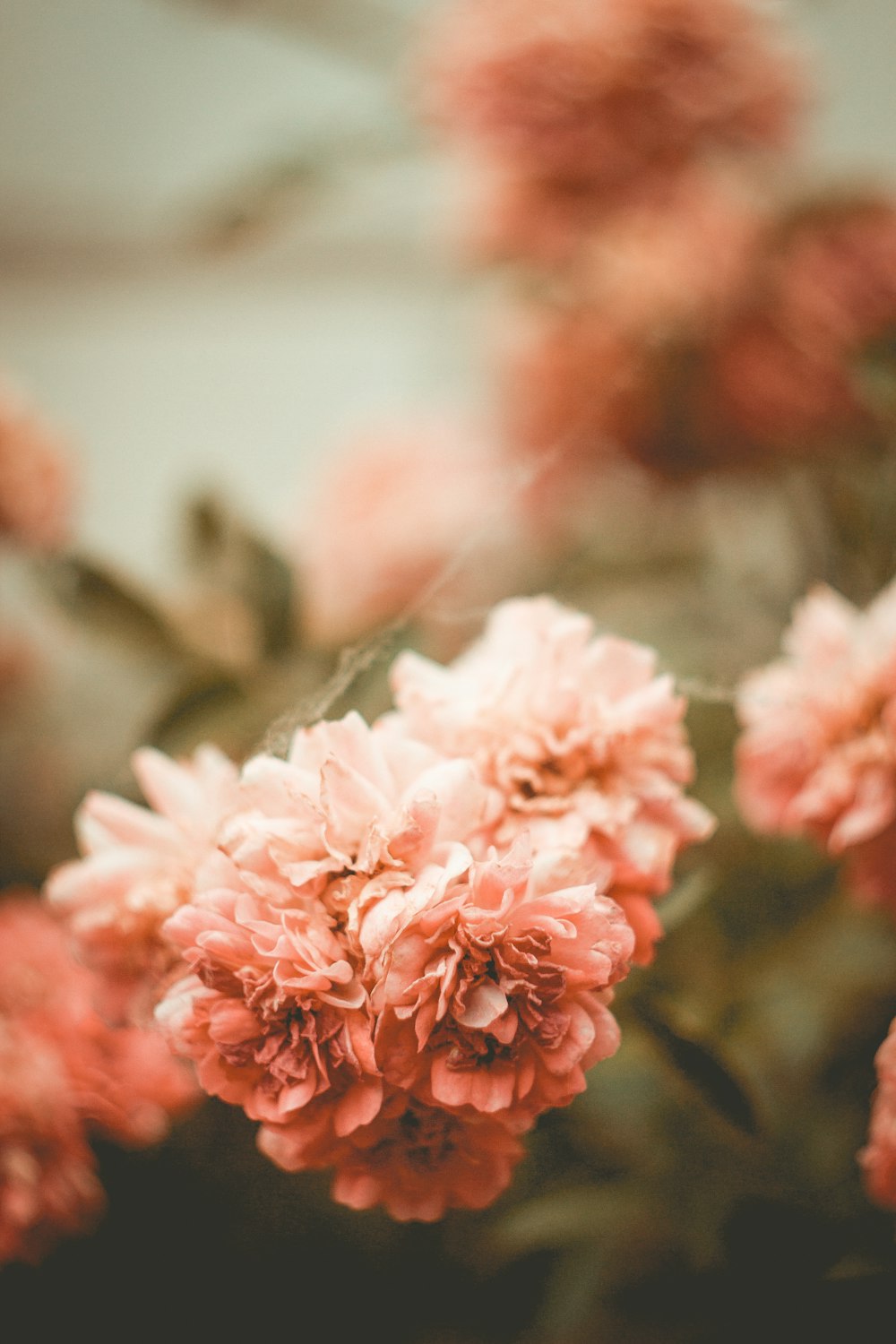 pink flowers in bloom