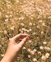A gentle hand holding a small flower symbolizing care and healing.