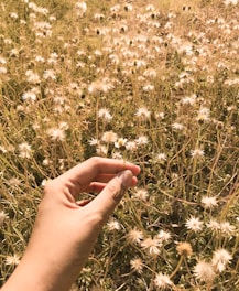 Hands holding a small bouquet of healing herbs in soft sunlight.