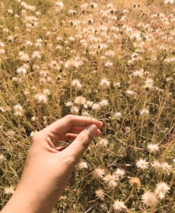 Hands holding a small bouquet of healing herbs in soft sunlight.
