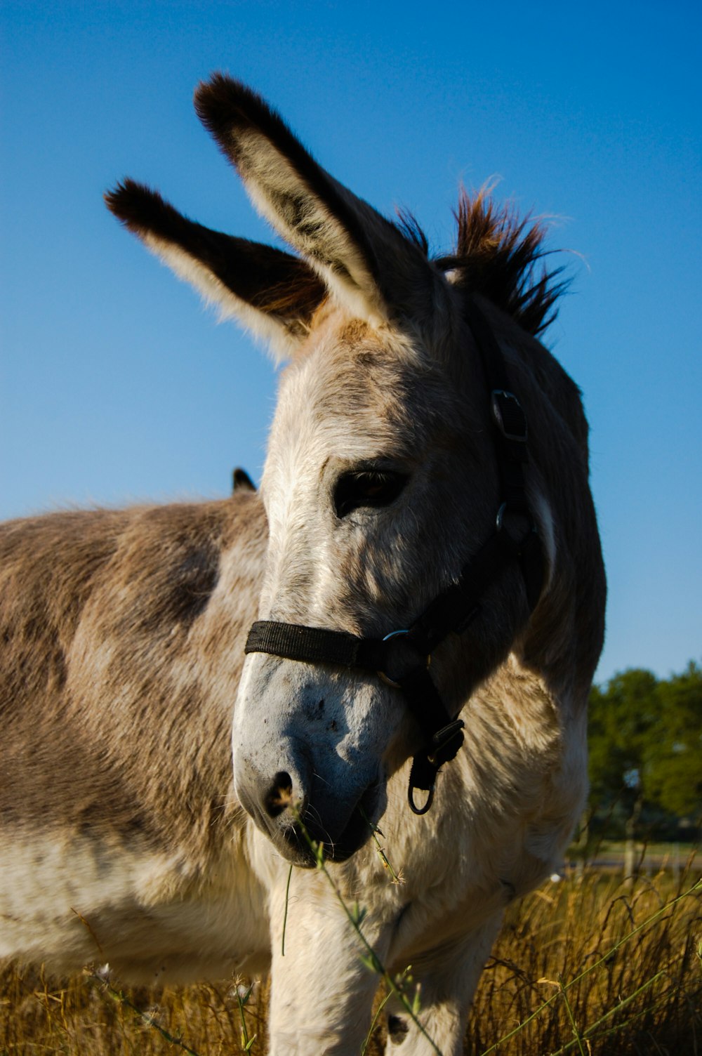 brown and white donkey