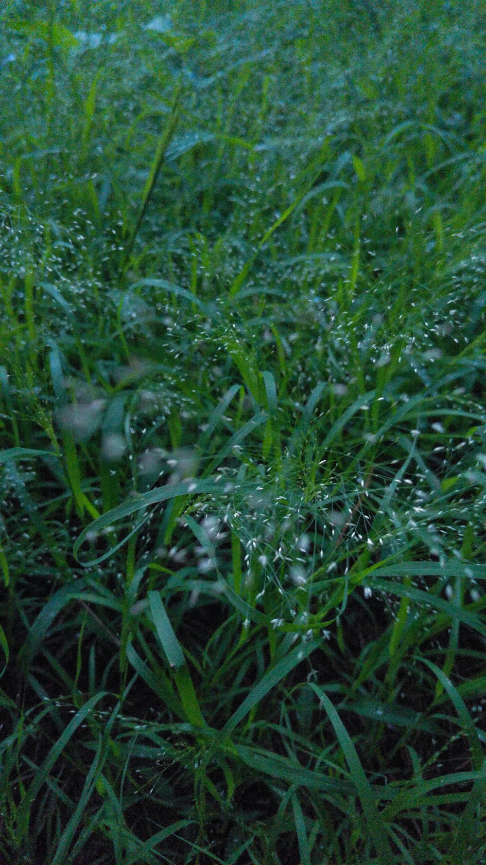 green grass field