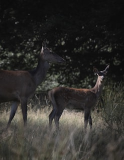 A peaceful deer standing quietly in a sunlit forest clearing.