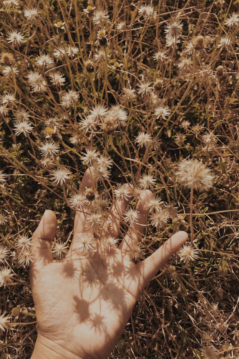 a person's hand reaching for a flower