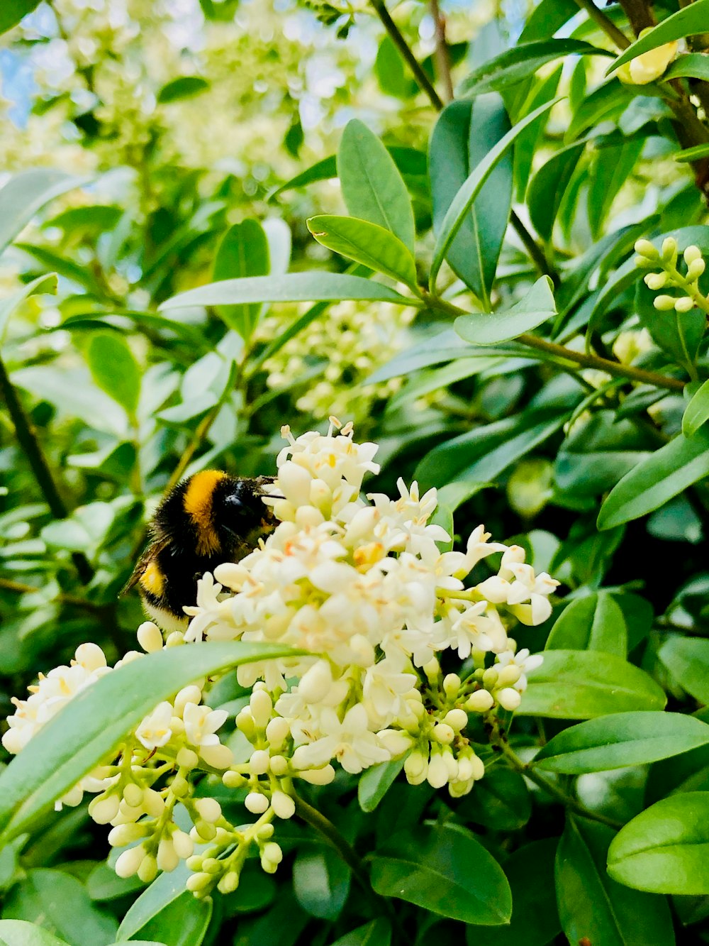 white petaled flowers