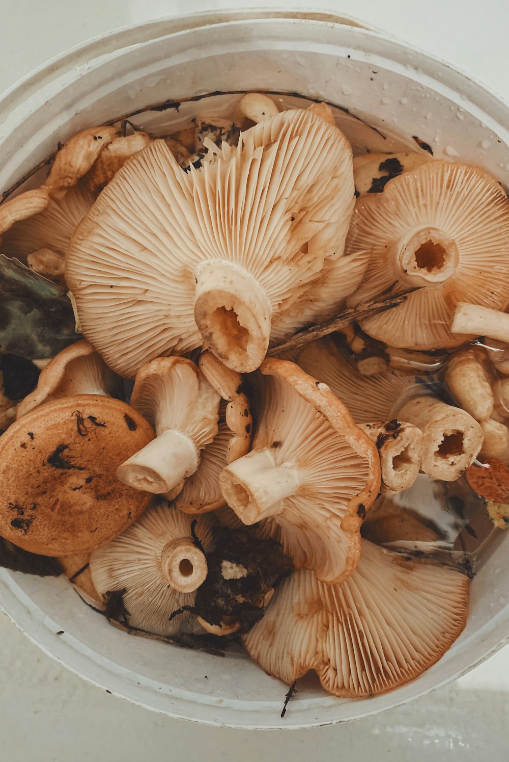 mushrooms in bucket