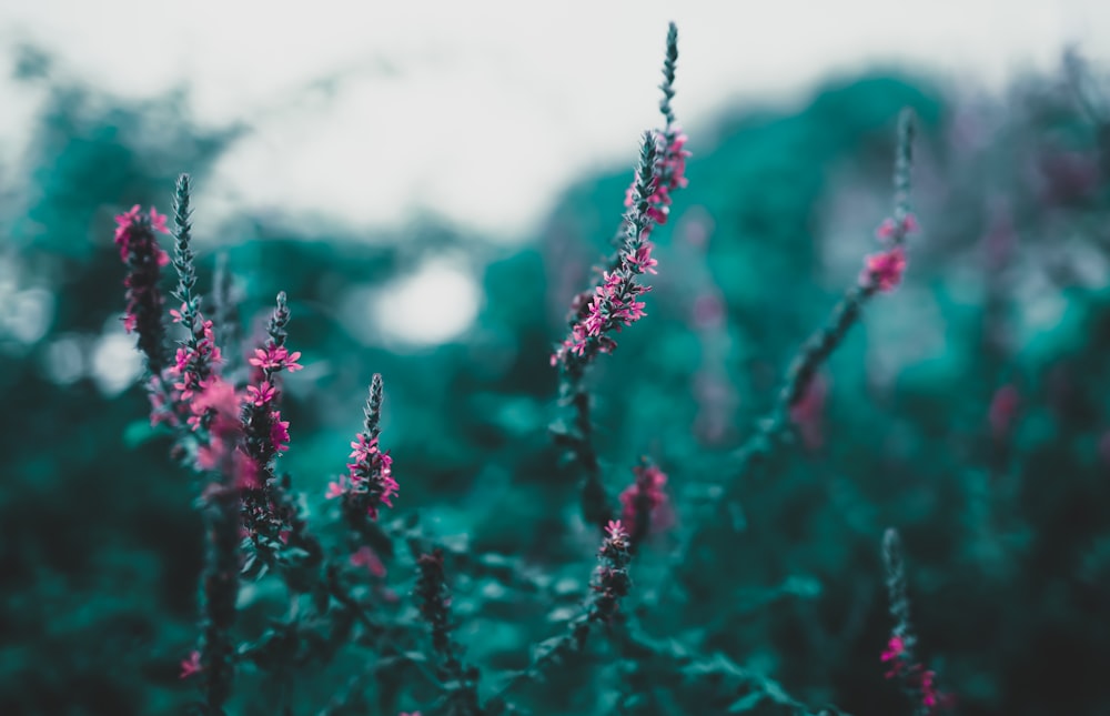 selective focus photography of pink flowers at daytime