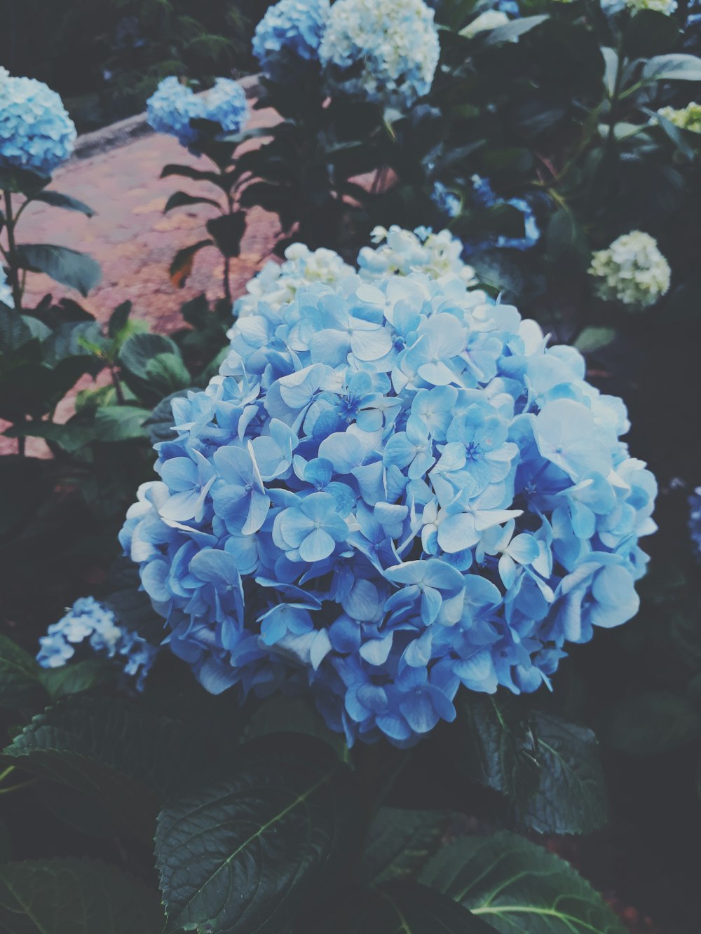 blue hydrangeas in bloom