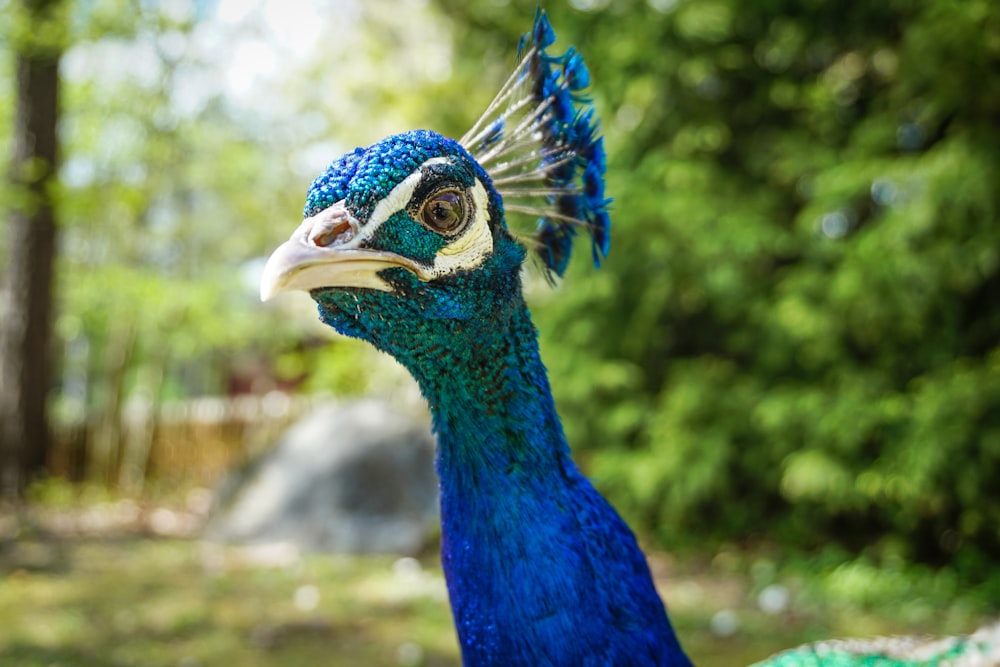 blue peacock