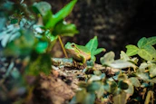 Macro photograph of a colorful frog perched on a mossy branch.