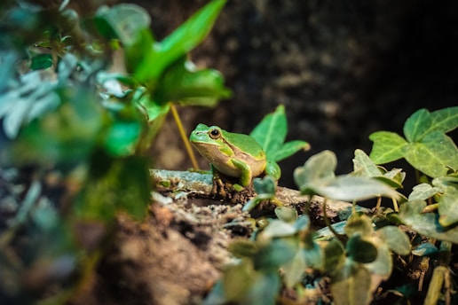 A close-up of a vibrant green tree frog perched on a mossy branch in a shaded forest corner.