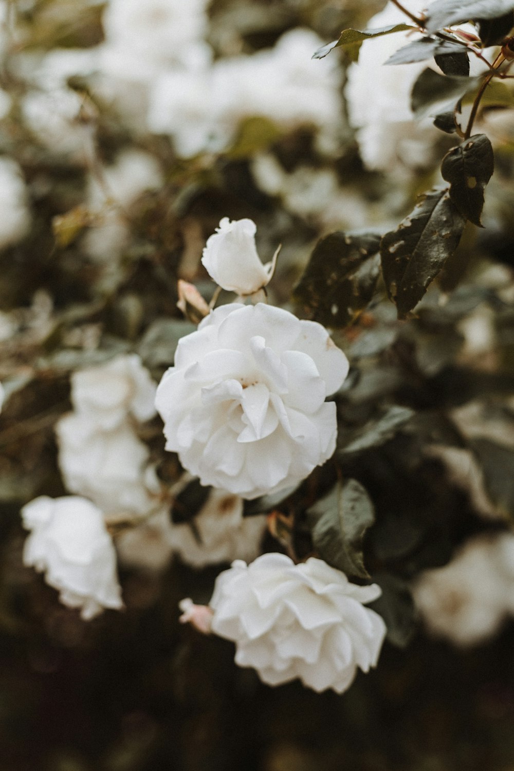 white-petaled flower closeup photography