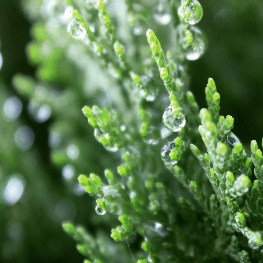 green-leafed plants