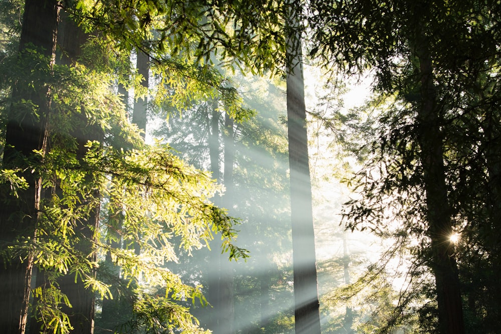 sunlight rays passing through trees