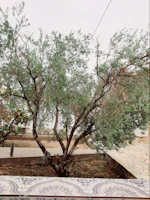 A mature tree with slender branches and lush green leaves stands in a small, neatly maintained garden area. The tree is surrounded by a stone path and appears to be well-tended. In the foreground, there is a decorative tiled surface with intricate patterns.