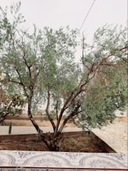 A gardener trimming a mature tree with care, surrounded by green foliage.