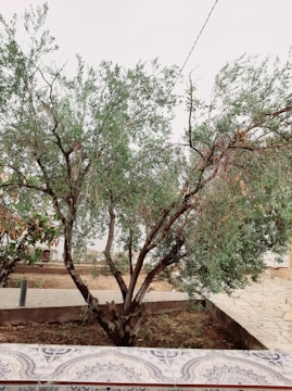 A gardener trimming a mature tree with care, surrounded by green foliage.