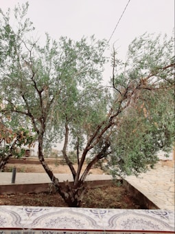 A mature tree with slender branches and lush green leaves stands in a small, neatly maintained garden area. The tree is surrounded by a stone path and appears to be well-tended. In the foreground, there is a decorative tiled surface with intricate patterns.