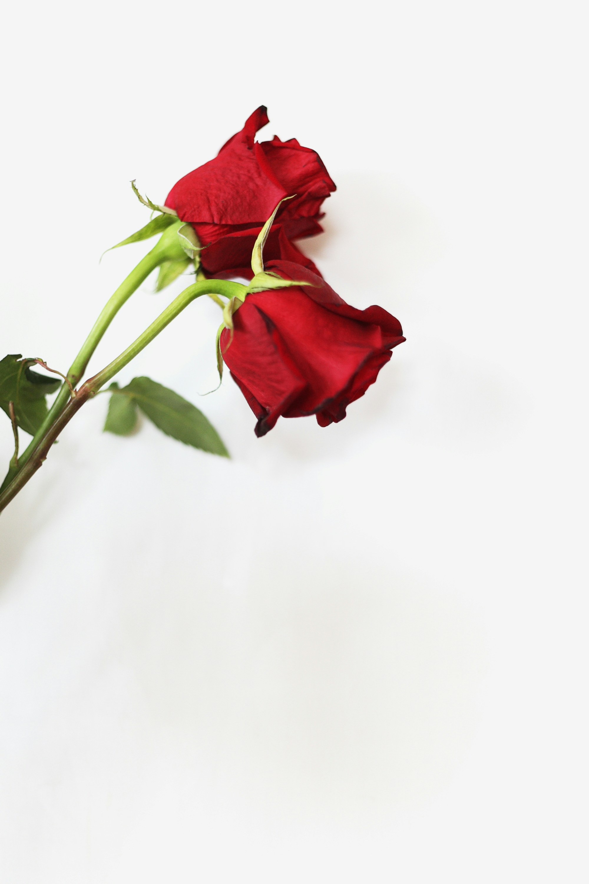 Two Red Rose Flowers
