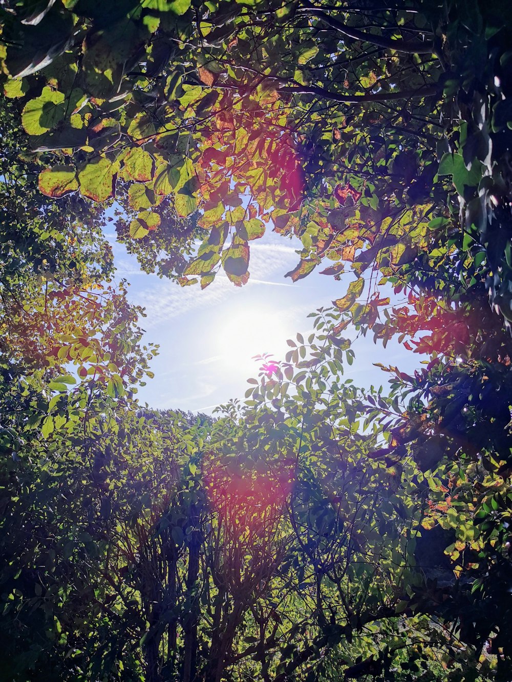 green-leafed trees