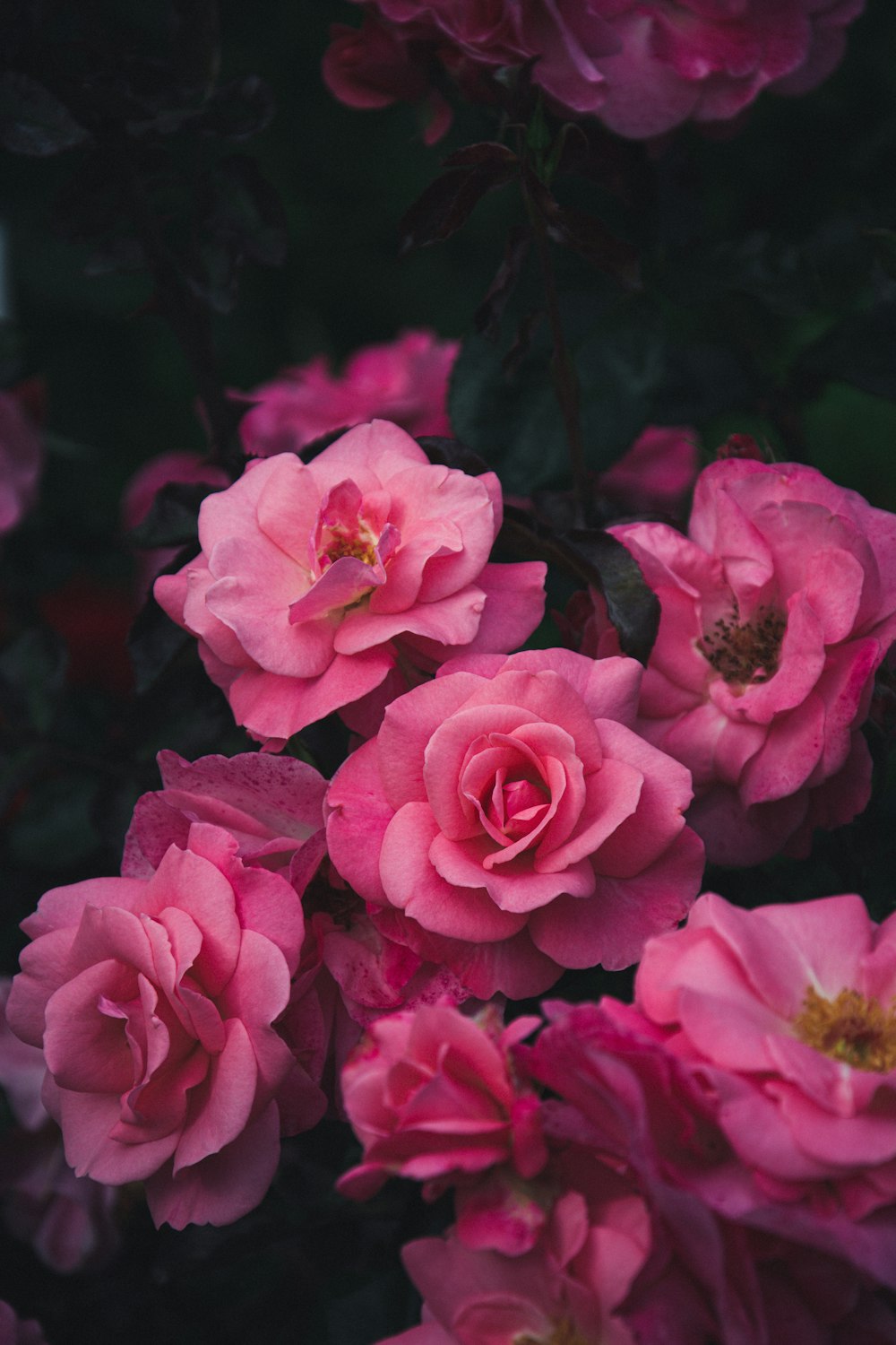 Flores de rosas rosadas