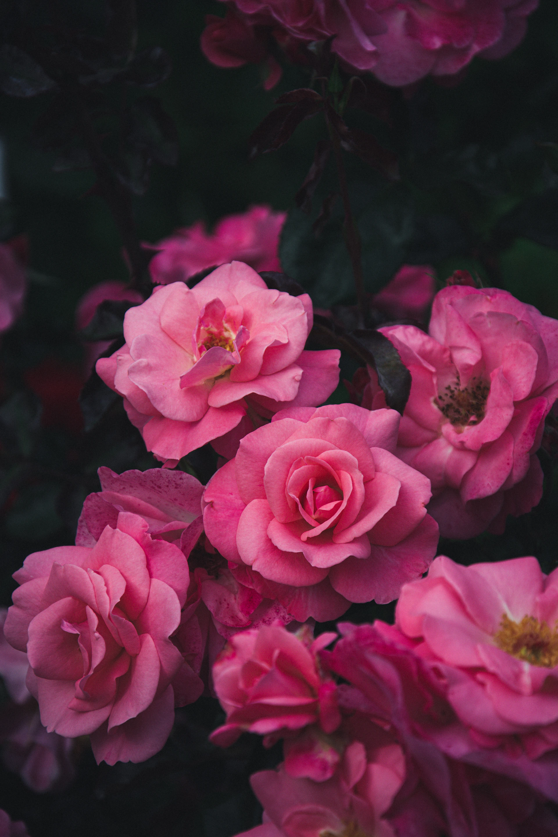 pink rose flowers