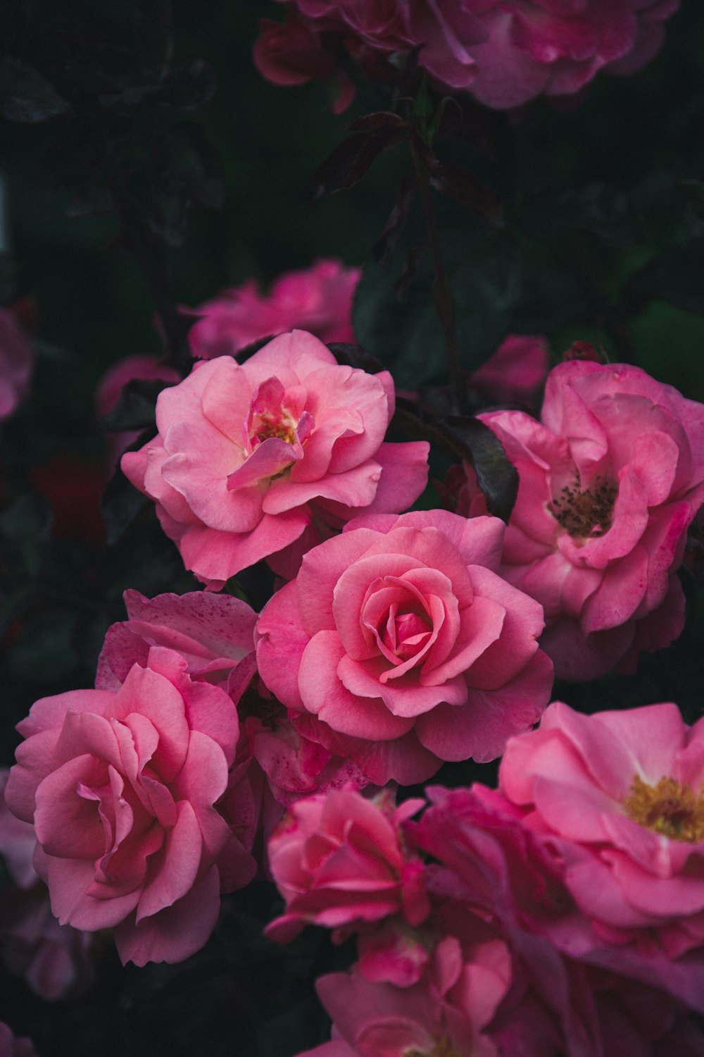 rosa Rosenblüten