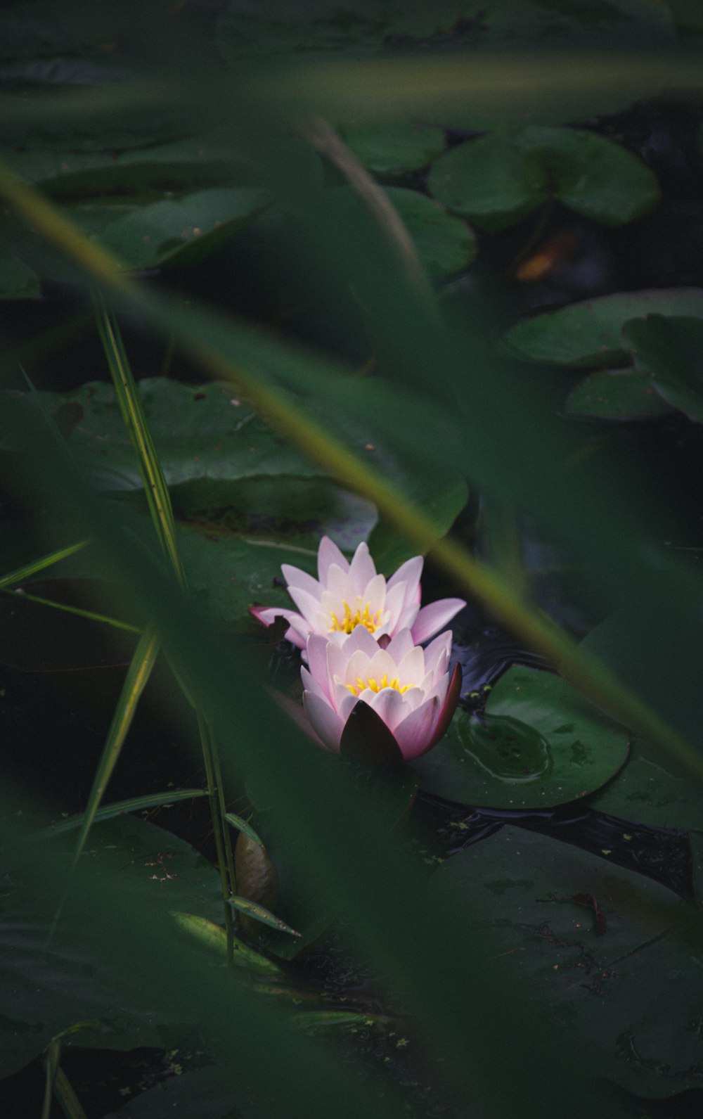 pink lotus flower