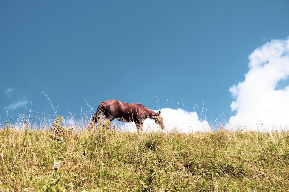 brown horse standing on grass