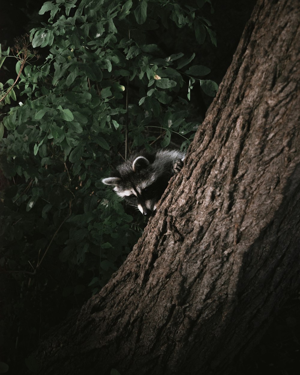 black and white raccoon