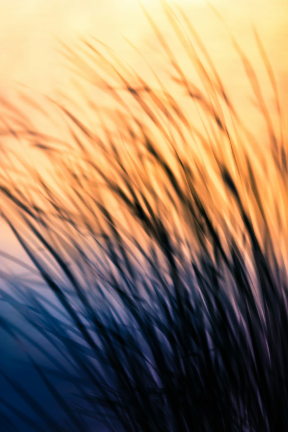 silhouette di erba durante l'alba