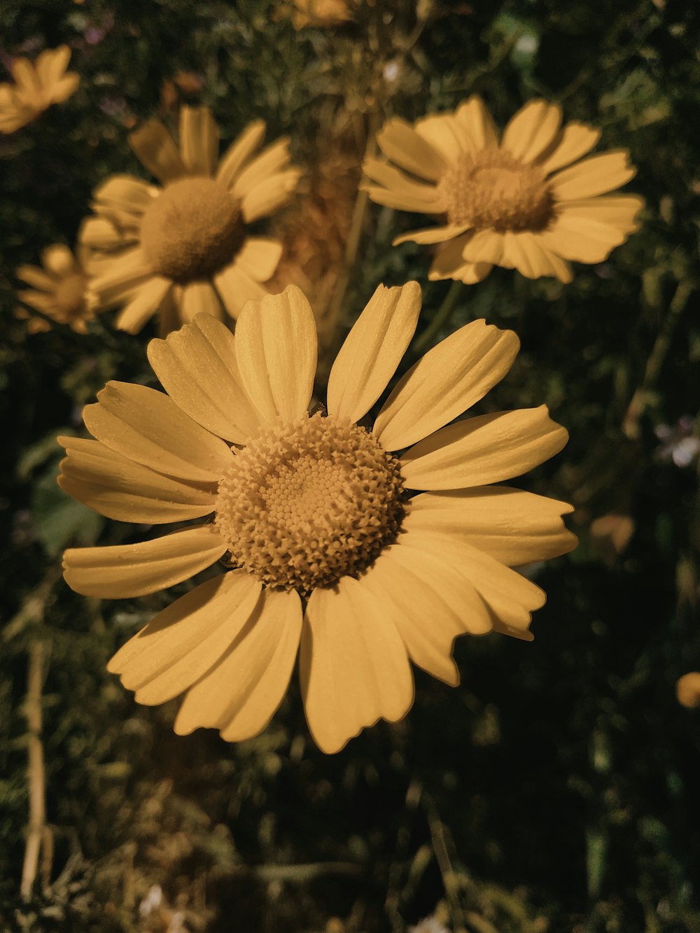 selective focus photo of cosmos flower