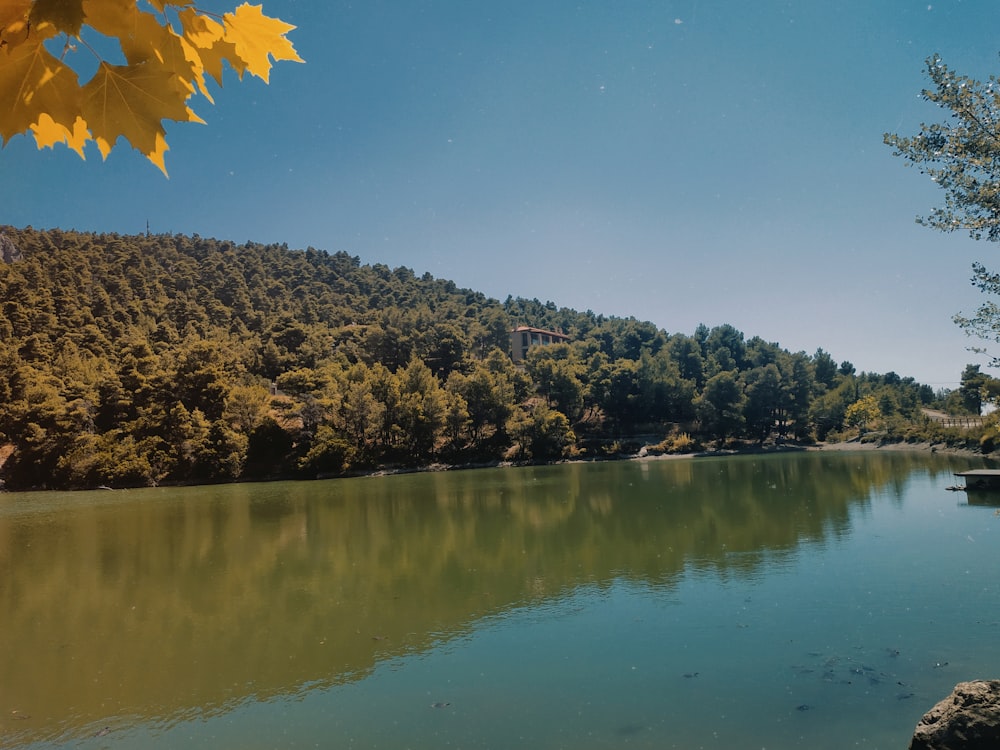 árvores de folhas verdes