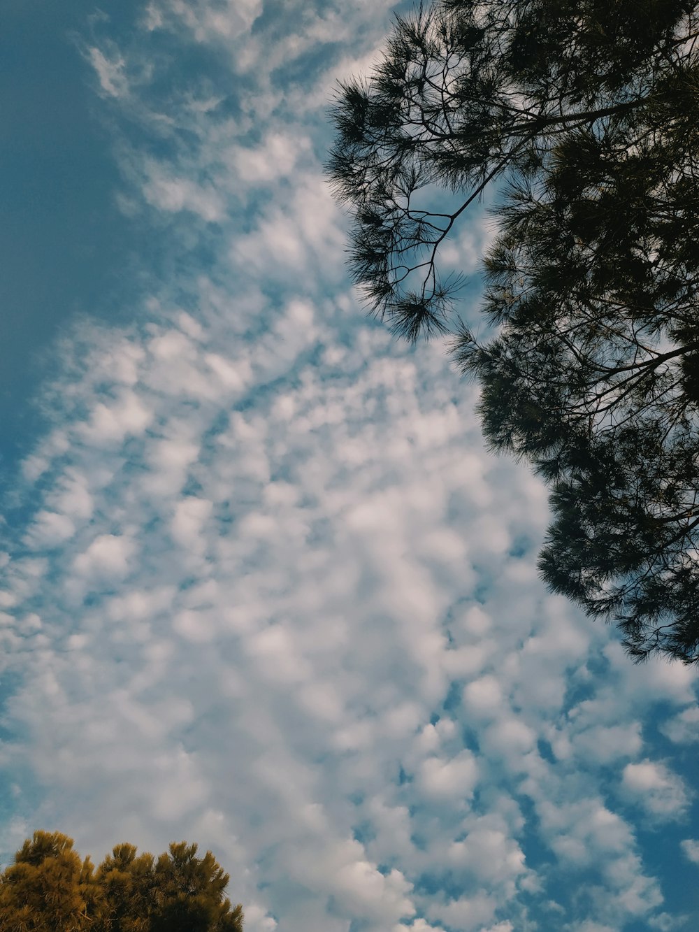 green-leafed tree under blue and white sky