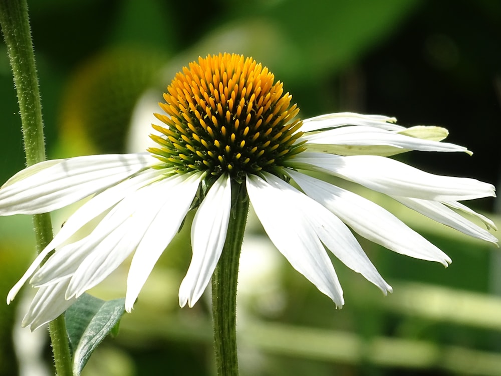 Selektives Fokusfoto der Gerberablüte