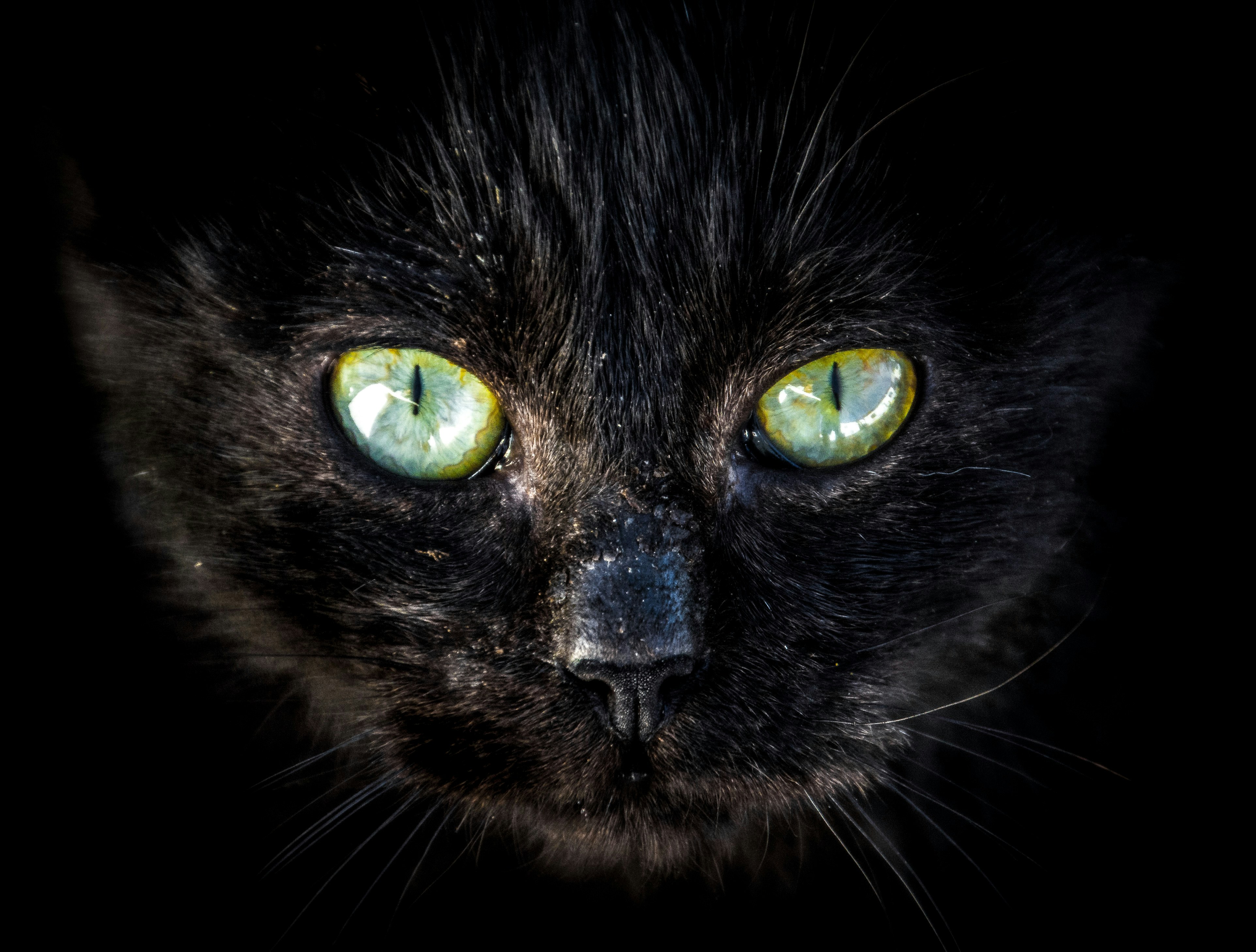 They Gaze Deeply into Your Eyes (image credits: unsplash)